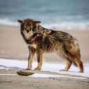 Coyote Bites 3-Year-Old On Cape Cod Beach in Scary Attack