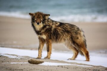 Coyote Bites 3-Year-Old On Cape Cod Beach in Scary Attack