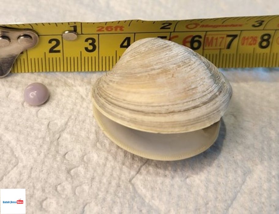 Lucky Man Found $4,000 Purple Pearl in Restaurant Clam
