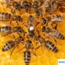 US Allows Biotech to Create First Honeybee Vaccine