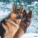 Idiot “Hunter” Mistakenly Kills, Skins Two German Shepherds
