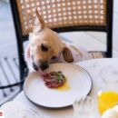 As Recession Looms, Elite Dog Restaurants Trending