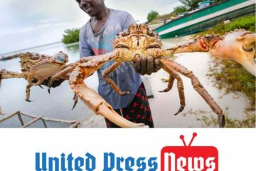 Release of Hundreds of Thousands of Crabs to Help Florida’s Coral Reefs
